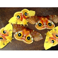 Bullseye Moth Automeris io cocoons Bullseye Moth Automeris io cocoons